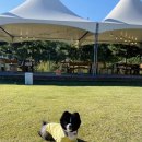 딩가댕가 이미지