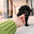 (주)펫펏 요미독강아지 동탄점 | 산본강아지분양 후기 진짜 솔직하게 말해볼게
