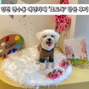 봉화재 반려견놀이터화장실 | 인천 애견카페 호도독 반려견과 다녀온 후기