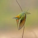 Green Bee - eater 이미지