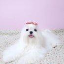 루시드 리엔 이미지