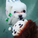 쎄븐코코
