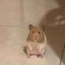 백악산 삼계탕 이미지