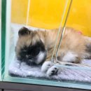 부산강아지분양 드림독 안심분양센터 부산점 이미지