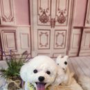 나나 펫 살롱 이미지