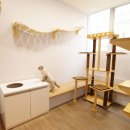 캣파라다이스 이미지