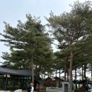 소나무한옥 | [속초] 소나무와 한옥이 어우러진 대형카페 "설악산로" 내돈내산 후기