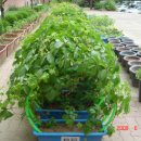 감천초등학교 이미지