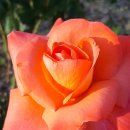 영암중학교 이미지