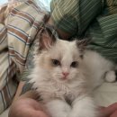 고양이분양 반하나캣 이미지