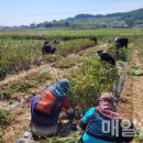 빛나인력