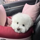 레이크펫스튜디오 이미지