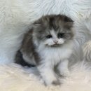 도그마루 강아지 고양이 천안아산점 이미지