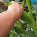 이정호농장 이미지