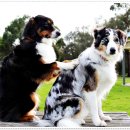 일산애견스쿨 이미지