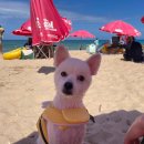 양양 발렌타인 애견펜션 | [강원도 양양] 애견동반 여행, 가평휴게소, 발렌타인애견펜션, 멍비치, 물치항 준호네