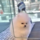 제주 애견 아가야 이미지