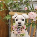 좋아서하는 동물병원 이미지