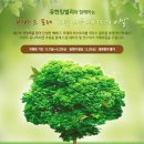 (~5/20,5/25발표)[유한킴벌리]그린핑거 베베 드 포레 새순나무 에너지의 비밀 이벤트 이미지
