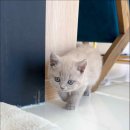 캣스토리 이미지