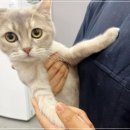 더 건강한 동물병원 네이버블로그