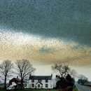새무리