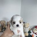 강아지분양 애견입양 아이러브독 인천점 | 믿을 수 있는 인천강아지분양 강아지분양 애견입양 아이러브독 인천점