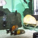 디스커스코리아 이미지