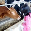 젖소목장 이미지