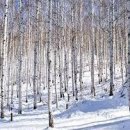 자작나무 숲 이미지