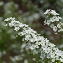 조팝나무 Spiraea prunifolia Siebold &amp; Zucc. f. simpliciflora Nakai 이미지