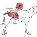 제일2차동물메디컬센터 이미지