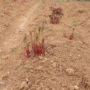 한길농장 이미지