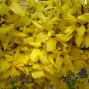 사월초등학교 이미지