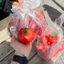 상면농장 | 가평아이랑가볼만한곳 찰익은토마토 피자만들기 내돈내산