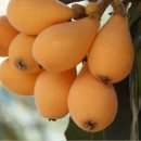 비파나무집 이미지