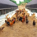 황실 토종닭 이미지