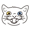 고양이미용호텔_미야옹 이미지