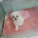 와우펫마트 이미지