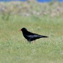 몽골의 새7 - Red-billed Chough(붉은부리까마귀) 이미지