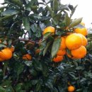 세주농장 이미지