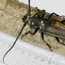 장수하늘소 이미지