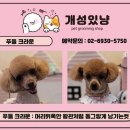 개성있냥 이미지