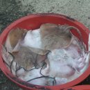 금일읍시장 이미지