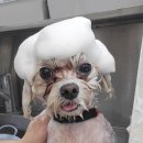 멍멍살롱 이미지