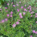 솔내음가득히 이미지