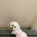 도기그루밍 이미지