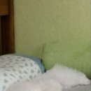 흰둥아 놀자 이미지