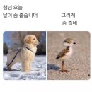 풍성김밥 이미지