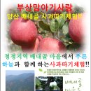 사과따기체험 (10/26토, 10/27일, 11/2토, 11/3일 오후1시 양산배내골사과정보화마을) 이미지